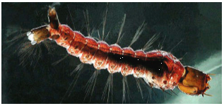 image of Toxorhynchites rutilus