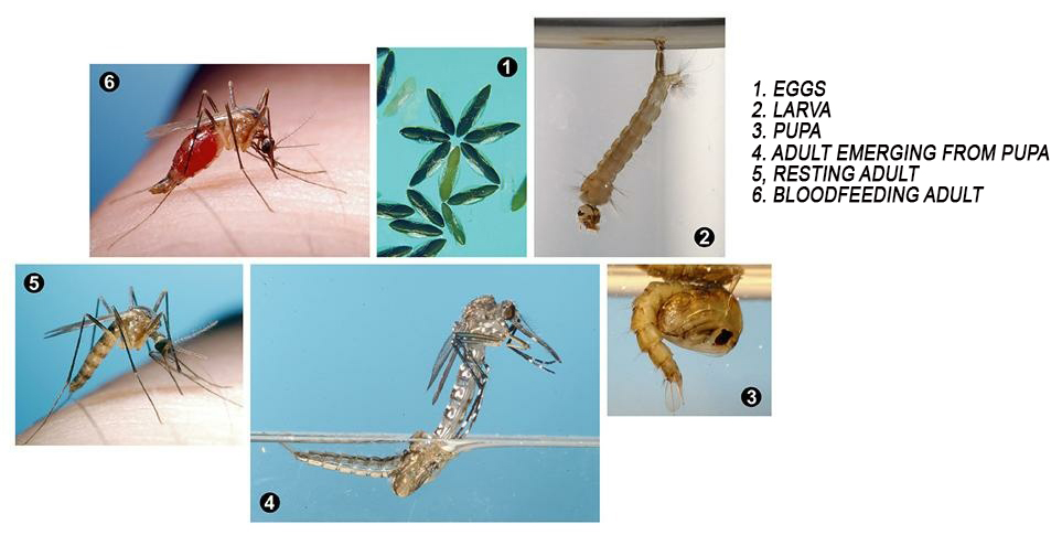 image of Life Cycle of mosquito, Egg, Larva, Pupa, Adult