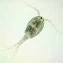 image of male copepod