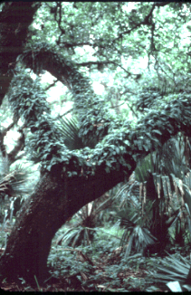 Leaning tree with epiphytes in the hammock