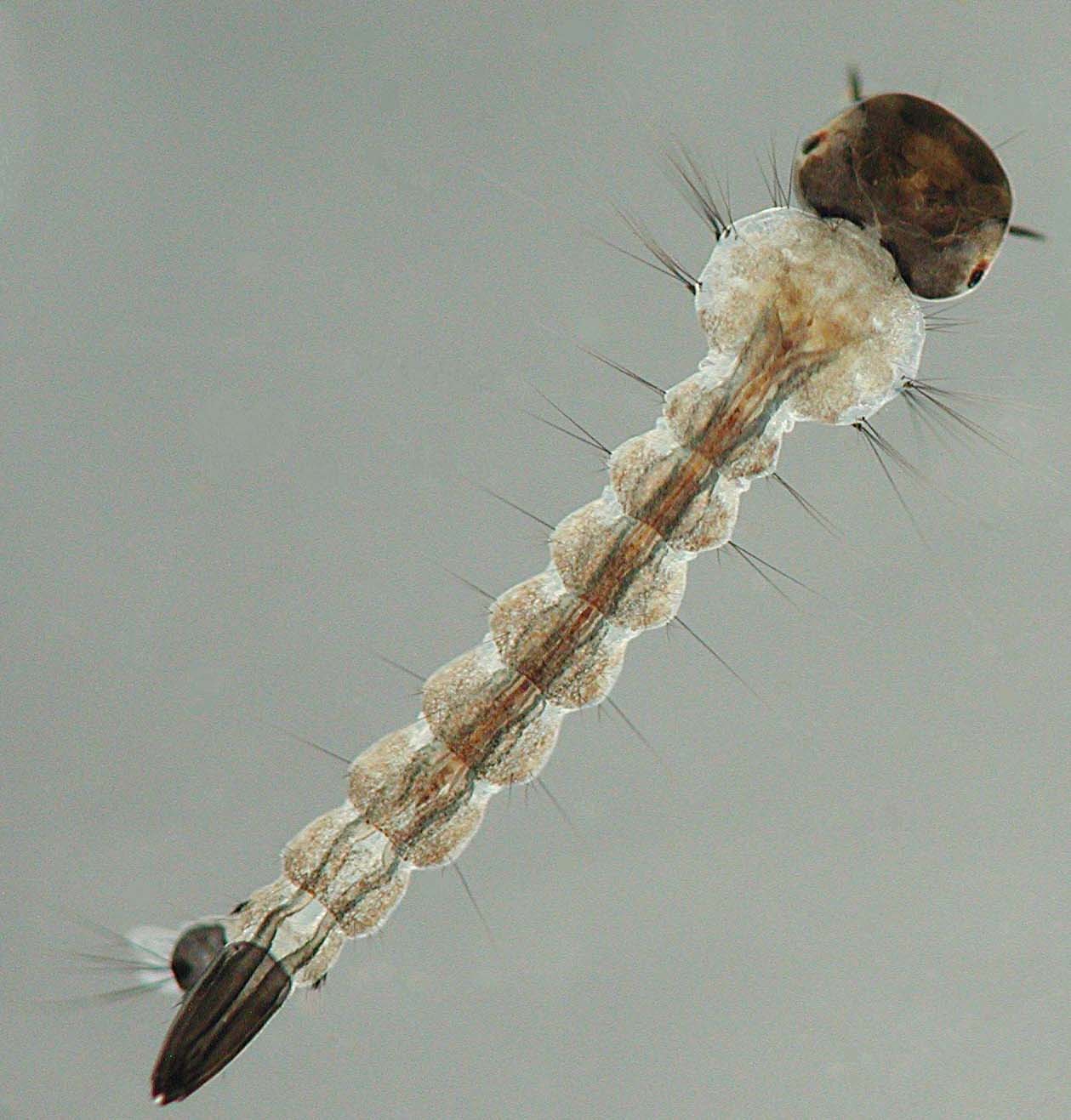 Aedes Triseriatus Uf Ifas Florida Medical Entomology Laboratory University Of Florida