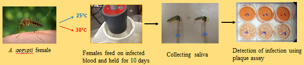 Steps shown from mosquito to plaque assay