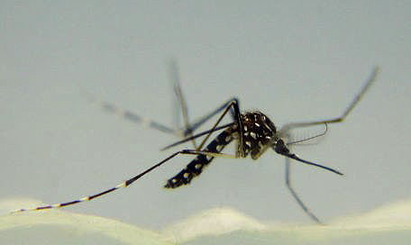 image of yellow fever mosquito