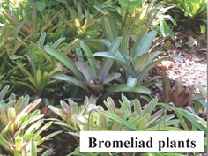 bromeliad plants