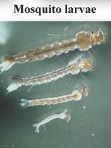 mosquito larvae