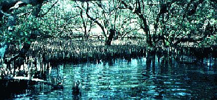 Black Mangrove trees