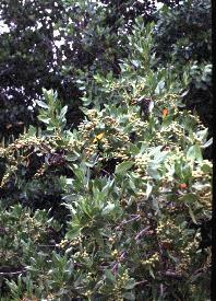 Buttonwood Conocarpus erecta