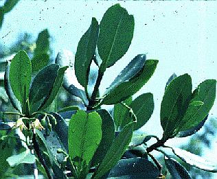 Clump of red mangrove leaves