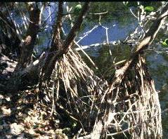 roots of white mangrove trees