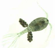 copepoda