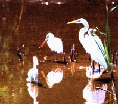 cranes living in the Indian River lagoon