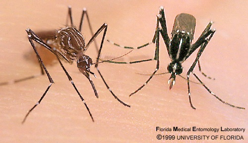 Invasion Biology Of Aedes Albopictus Uf Ifas Florida Medical