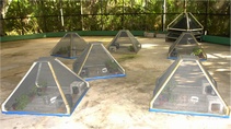 Oipositional experiment using pyramid emergence traps