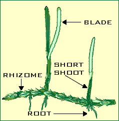 Diagram of seagrass and its parts