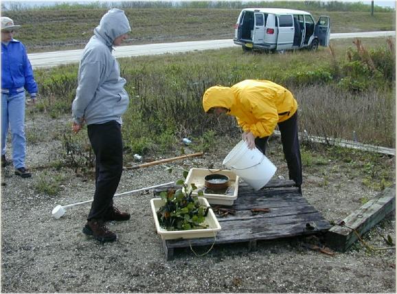 Sampling for mosquitoes from a wetland