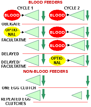Showing the cycles of non blood feeders vs blood feeders