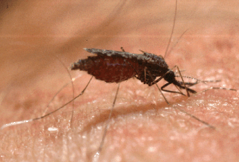 Anopheles darlingi mosquito taking a blood meal from arm