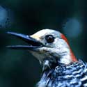 Close up of bird head