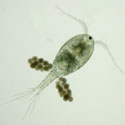 Female copepod with eggs