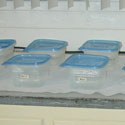 Copepod culture using large disposable plastic storage container