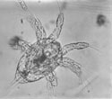 Copepod nauplius stage