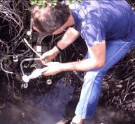 Roots of mangroves