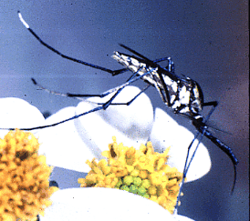 Adult Toxorhychites on a flower