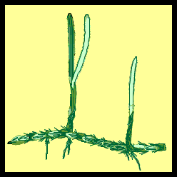 diagram of seagrass T. testudinum