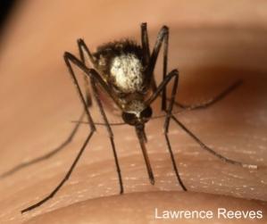 Aedes scapularis mosquito