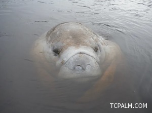 Manatee with face on surface of water