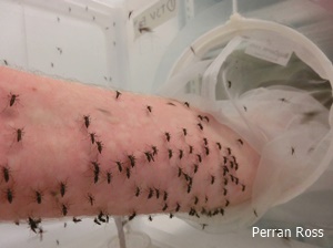 biting mosquitoes on a arm inside a mosquito cage
