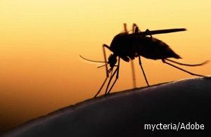 Silhouette of a mosquito adult with a yellow sun background