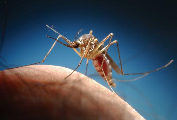 mosquito on a hand