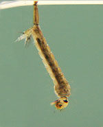 Ochlerotatus infirmatus larva